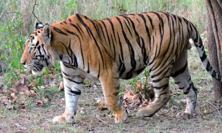 Uttarakhand: बाघ ने फिर एक महिला को बनाया अपना निवाला, गुस्साए ग्रामीणों ने रेंज अधिकारी को घेरा Uttarakhand: बाघ ने फिर एक महिला को बनाया अपना निवाला, गुस्साए ग्रामीणों ने रेंज अधिकारी को घेरा