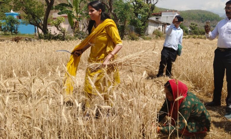 डीएम ने किया फसल कटाई प्रयोग का निरीक्षण