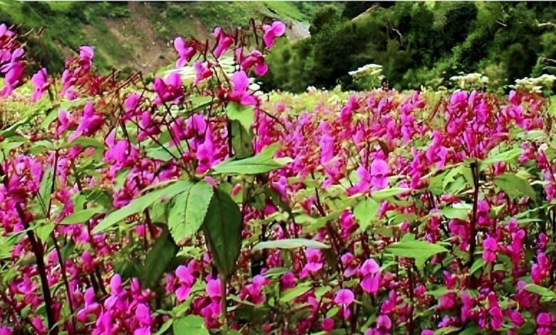 एक जून से पर्यटकों के लिए खुलेगी फूलों की घाटी