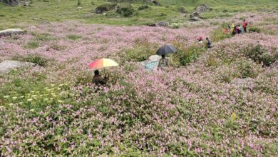पर्यटकों के लिए खोल दी गई फूलों की घाटी पर्यटकों के लिए खोल दी गई फूलों की घाटी