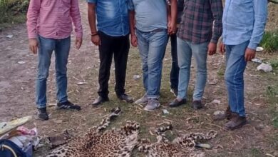 गुलदार की दो खालाेंं सहित वन्य जीव तस्कर गिरफ्तार