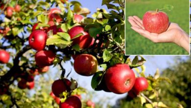 Uttarakhand News:  सेब बागवानी योजना के लाभार्थियों को जल्द मिलेगा लंबित भुगतान, सीएम ने प्राथमिकता से प्रक्रिया शुरू करने का दिया निर्देश….