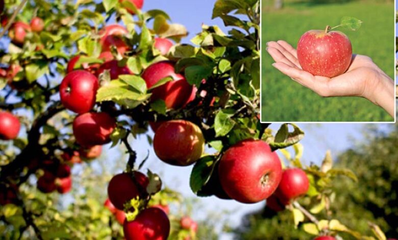 Uttarakhand News:  सेब बागवानी योजना के लाभार्थियों को जल्द मिलेगा लंबित भुगतान, सीएम ने प्राथमिकता से प्रक्रिया शुरू करने का दिया निर्देश….