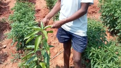 मिर्च की खेती से किसान सायो को मिला आमदनी का नया रास्ता…. मिर्च की खेती से किसान सायो को मिला आमदनी का नया रास्ता….