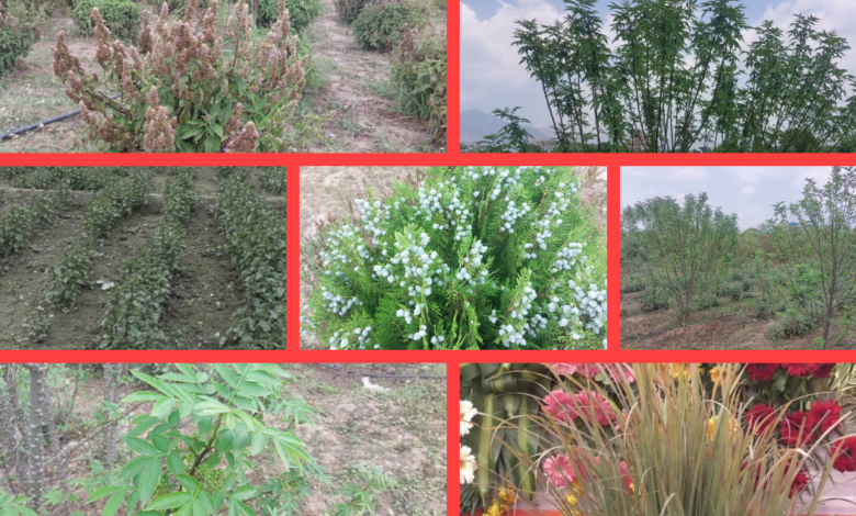 एरोमैटिक फसलों से आत्मनिर्भर उत्तराखंड, महक क्रांति का दशक भर का प्लान..