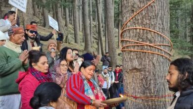 गंगोत्री नेशनल हाईवे चौड़ीकरण में बड़ा पर्यावरणीय बदलाव, 5,400 से अधिक देवदार के पेड़ बचेंगे..