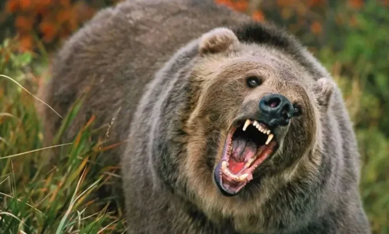 गुफाओं की जगह आबादी में दिख रहे भालू, मौसम ने बिगाड़ी हाइबरनेशन.. गुफाओं की जगह आबादी में दिख रहे भालू, मौसम ने बिगाड़ी हाइबरनेशन..