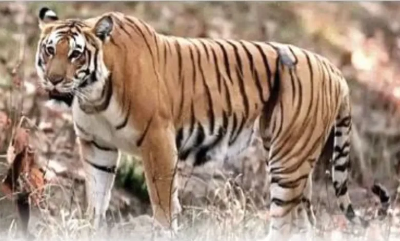 उत्तराखंड सरकार का बड़ा कदम—भूमि पूलिंग नियमावली मंजूर, जमीन मालिकों को दोहरी राहत..