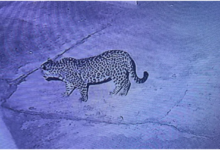 धनौरा के घर में घुसा गुलदार, ग्रामीणों में दहशत; वन विभाग ने शुरू की गश्त