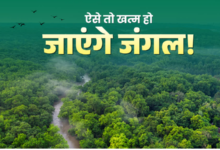 भागीरथी कैचमेंट क्षेत्र के जंगलों में पुनर्जीवन संकट! 22 फीसदी प्रजातियों की अगली पीढ़ी गायब, स्टडी रिपोर्ट