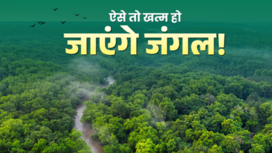 भागीरथी कैचमेंट क्षेत्र के जंगलों में पुनर्जीवन संकट! 22 फीसदी प्रजातियों की अगली पीढ़ी गायब, स्टडी रिपोर्ट