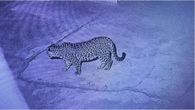 धनौरा के घर में घुसा गुलदार, ग्रामीणों में दहशत; वन विभाग ने शुरू की गश्त