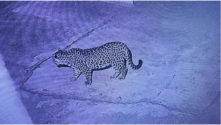 धनौरा के घर में घुसा गुलदार, ग्रामीणों में दहशत; वन विभाग ने शुरू की गश्त