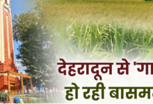 दून की बासमती पर कंक्रीट का संकट! रायपुर में गिने-चुने खेत बचे, 160 किसानों के सहारे बचाने की कोशिश