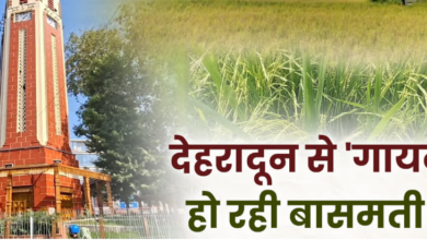 दून की बासमती पर कंक्रीट का संकट! रायपुर में गिने-चुने खेत बचे, 160 किसानों के सहारे बचाने की कोशिश