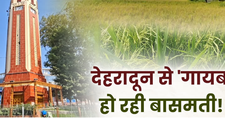 दून की बासमती पर कंक्रीट का संकट! रायपुर में गिने-चुने खेत बचे, 160 किसानों के सहारे बचाने की कोशिश