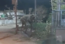 ऋषिकेश में रिहायशी इलाकों में घूमती रही हथिनी, अटकी रहीं लोगों की सांसें