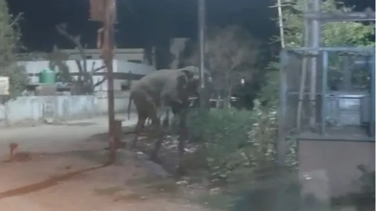 ऋषिकेश में रिहायशी इलाकों में घूमती रही हथिनी, अटकी रहीं लोगों की सांसें ऋषिकेश में रिहायशी इलाकों में घूमती रही हथिनी, अटकी रहीं लोगों की सांसें