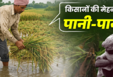 बेमौसम बारिश से मुरझाए किसानों के चेहरे, 8 हजार हेक्टेयर से ज्यादा खरीफ की फसल बर्बाद, बागवानी को भी नुकसान