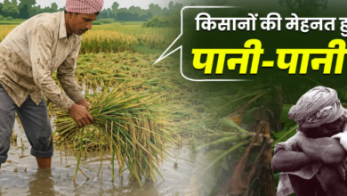बेमौसम बारिश से मुरझाए किसानों के चेहरे, 8 हजार हेक्टेयर से ज्यादा खरीफ की फसल बर्बाद, बागवानी को भी नुकसान