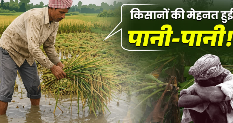 बेमौसम बारिश से मुरझाए किसानों के चेहरे, 8 हजार हेक्टेयर से ज्यादा खरीफ की फसल बर्बाद, बागवानी को भी नुकसान