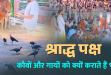 श्राद्ध पक्ष में कौवों और गायों को क्यों खिलाया जाता है भोजन? कैसे मिलता है पितरों का आशीर्वाद, जानिए