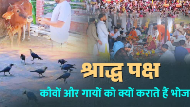 श्राद्ध पक्ष में कौवों और गायों को क्यों खिलाया जाता है भोजन? कैसे मिलता है पितरों का आशीर्वाद, जानिए