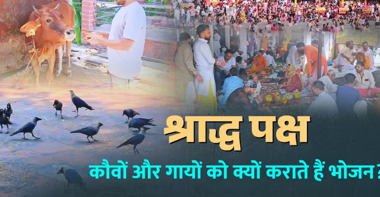 श्राद्ध पक्ष में कौवों और गायों को क्यों खिलाया जाता है भोजन? कैसे मिलता है पितरों का आशीर्वाद, जानिए