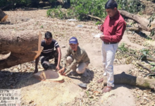 Ramnagar: कॉलोनी बनाने के लिए 12 बीघा बगीचे में 60 पेड़ों पर चला दी आरी, बगीचा स्वामी के खिलाफ FIR दर्ज