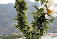 Uttarakhand: पहली बार बद्री तुलसी की होगी व्यावसायिक खेती, भगवान बदरी विशाल की पूजा में होती है इस्तेमाल