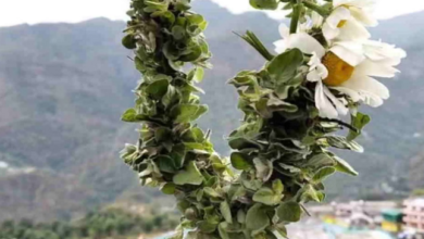 Uttarakhand: पहली बार बद्री तुलसी की होगी व्यावसायिक खेती, भगवान बदरी विशाल की पूजा में होती है इस्तेमाल