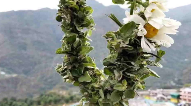 Uttarakhand: पहली बार बद्री तुलसी की होगी व्यावसायिक खेती, भगवान बदरी विशाल की पूजा में होती है इस्तेमाल