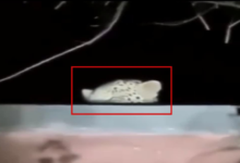 काशीपुर में डिग्री कॉलेज की छत पर दिखा तेंदुआ, इलाके में मचा हड़कंप, परिसर में अलर्ट