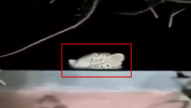 काशीपुर में डिग्री कॉलेज की छत पर दिखा तेंदुआ, इलाके में मचा हड़कंप, परिसर में अलर्ट