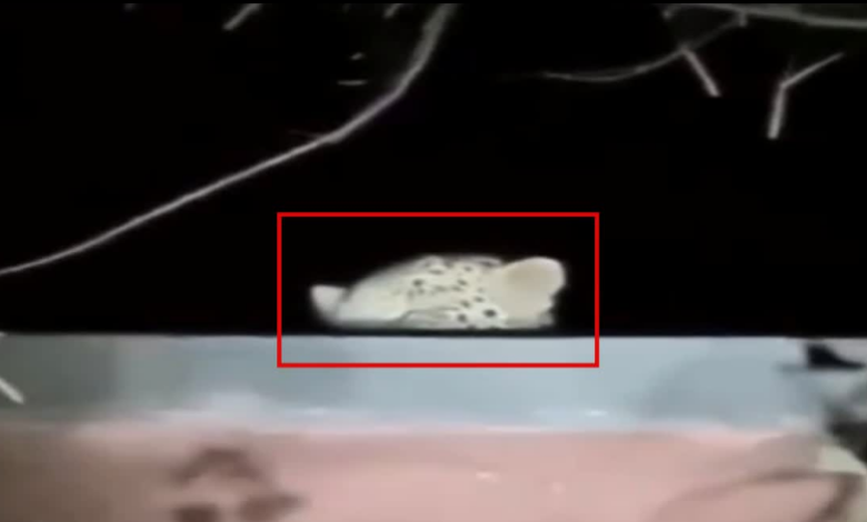 काशीपुर में डिग्री कॉलेज की छत पर दिखा तेंदुआ, इलाके में मचा हड़कंप, परिसर में अलर्ट