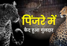 भीमताल के मोरा गांव में आतंक का अंत! पिंजरे में फंसा गुलदार, आदमखोर है या नहीं इसकी जांच होगी