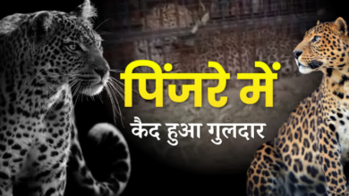 भीमताल के मोरा गांव में आतंक का अंत! पिंजरे में फंसा गुलदार, आदमखोर है या नहीं इसकी जांच होगी