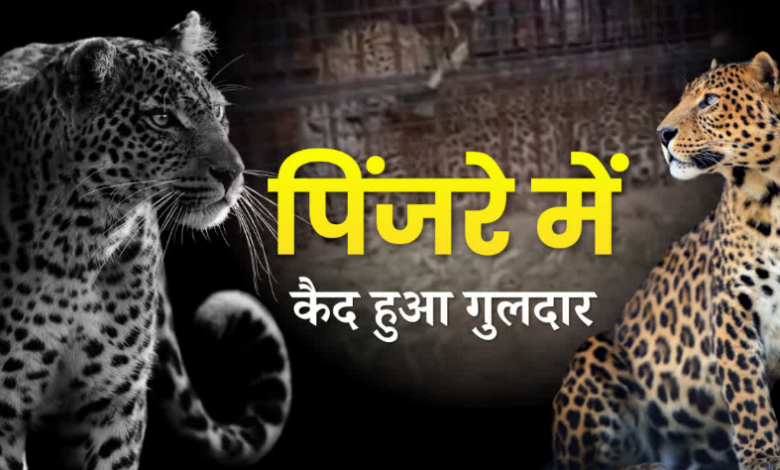 भीमताल के मोरा गांव में आतंक का अंत! पिंजरे में फंसा गुलदार, आदमखोर है या नहीं इसकी जांच होगी