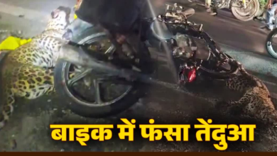 तेज रफ्तार बाइक से टकराया तेंदुआ, काफी देर तक फंसा रहा, देखिए वीडियो