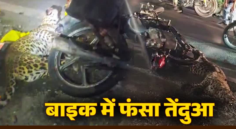 तेज रफ्तार बाइक से टकराया तेंदुआ, काफी देर तक फंसा रहा, देखिए वीडियो