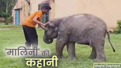 मौत को हरा जिंदगी की जंग जीती ‘मालिनी’, अब करती है अठखेलियां, जानिए इस हथिनी की कहानी