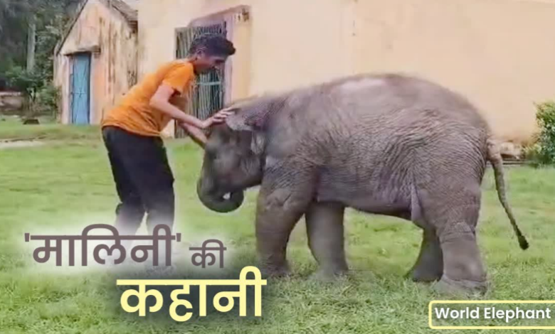 मौत को हरा जिंदगी की जंग जीती ‘मालिनी’, अब करती है अठखेलियां, जानिए इस हथिनी की कहानी मौत को हरा जिंदगी की जंग जीती ‘मालिनी’, अब करती है अठखेलियां, जानिए इस हथिनी की कहानी