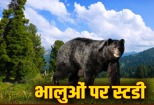 भालुओं की आबादी और आवास का होगा आकलन, देशव्यापी सर्वे करेगा WII