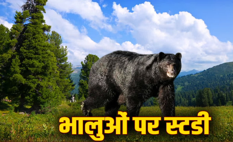 भालुओं की आबादी और आवास का होगा आकलन, देशव्यापी सर्वे करेगा WII भालुओं की आबादी और आवास का होगा आकलन, देशव्यापी सर्वे करेगा WII