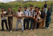 Vikasnagar: गुर्जर बस्ती में निकला 14 फीट लंबा अजगर,  देखने के लिए जुटी भीड़, वन विभाग की टीम ने किया रेस्क्यू