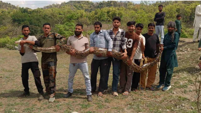 Vikasnagar: गुर्जर बस्ती में निकला 14 फीट लंबा अजगर, देखने के लिए जुटी भीड़, वन विभाग की टीम ने किया रेस्क्यू Vikasnagar: गुर्जर बस्ती में निकला 14 फीट लंबा अजगर, देखने के लिए जुटी भीड़, वन विभाग की टीम ने किया रेस्क्यू