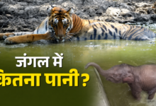उत्तराखंड के जंगलों में उपलब्ध पानी का पहली बार जुटाया गया डाटा, 3 साल में लबालब हुई जंगलों की वाटर बॉडी