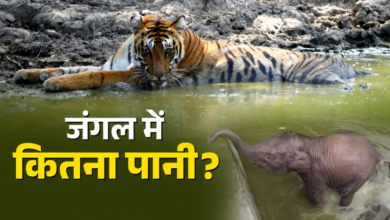 उत्तराखंड के जंगलों में उपलब्ध पानी का पहली बार जुटाया गया डाटा, 3 साल में लबालब हुई जंगलों की वाटर बॉडी उत्तराखंड के जंगलों में उपलब्ध पानी का पहली बार जुटाया गया डाटा, 3 साल में लबालब हुई जंगलों की वाटर बॉडी
