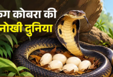 किंग कोबरा की अनोखी दुनिया, नैनीताल फॉरेस्ट में इनका राज, ममता ऐसी कि 2 महीने तक नहीं छोड़ती घोंसला