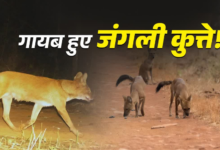उत्तराखंड के फॉरेस्ट से गायब हुए वाइल्ड डॉग, जानिए ये कितने महत्वपूर्ण, क्यों बढ़ी चिंता